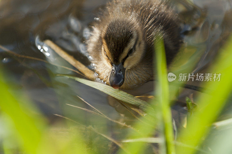 Stockente (Anas platyrhynchos) 小鸡